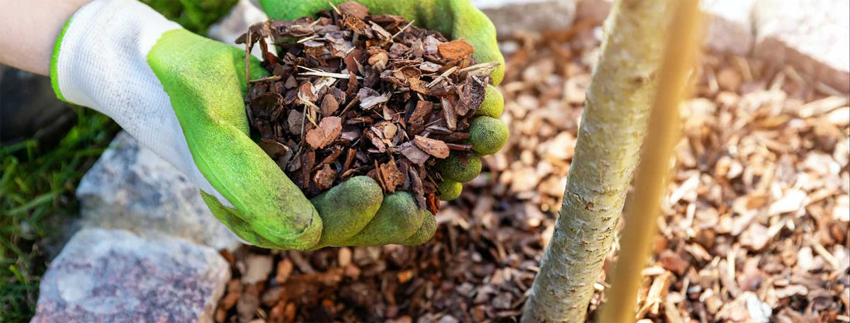 Pinienrinde und Rindenmulch AboutGreen
