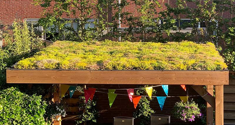 Dünger Sedum online kaufen – AboutGreen