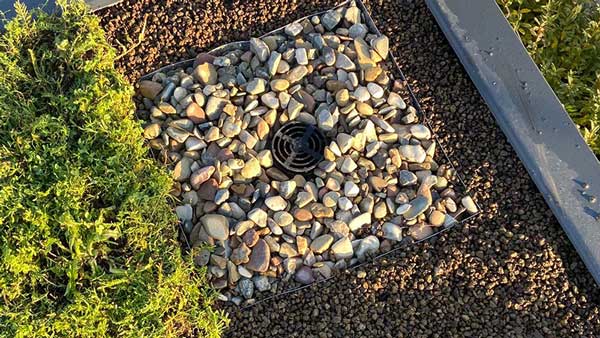 Dünger Sedum online kaufen – AboutGreen