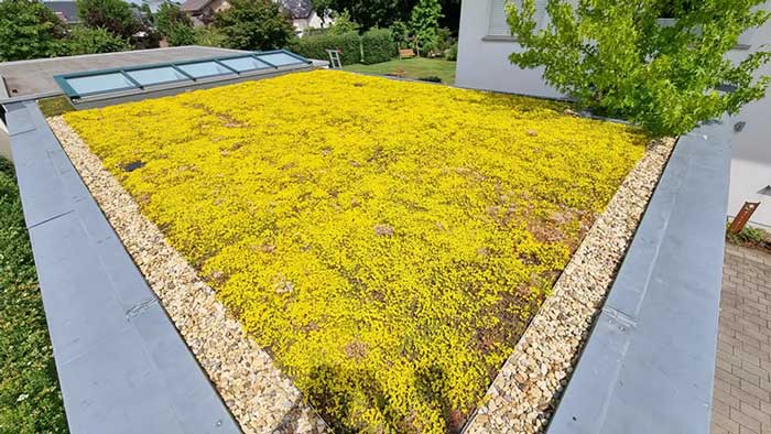 Dünger Sedum online kaufen – AboutGreen