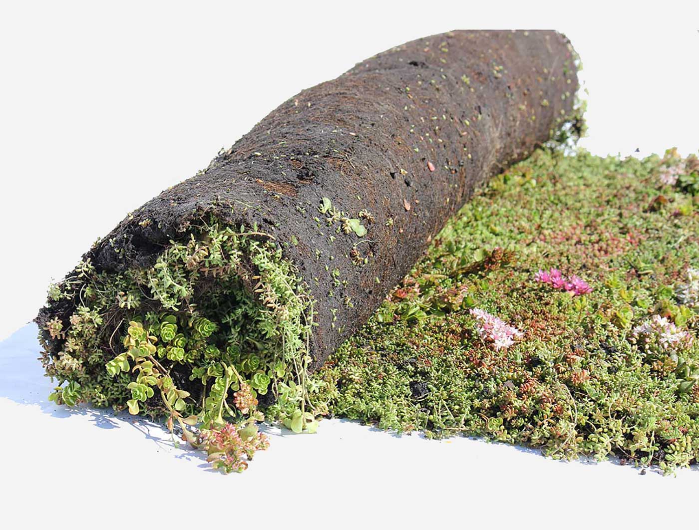 Sedum-Mix Sedummatten