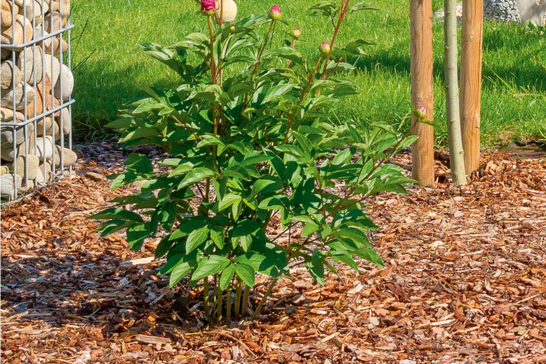 Hawita-Fruhstorfer Rindenmulch